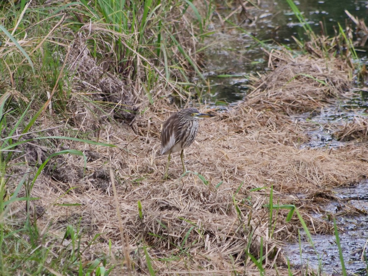 Chinese Pond-Heron - ML612622849