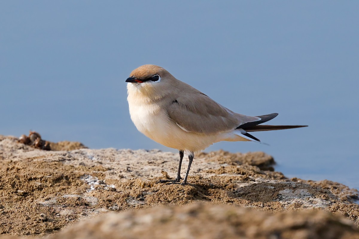 Small Pratincole - ML612622862