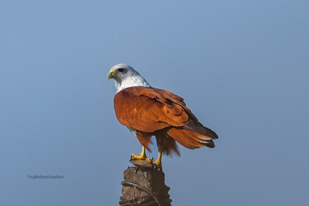 Brahminy Kite - ML612622865