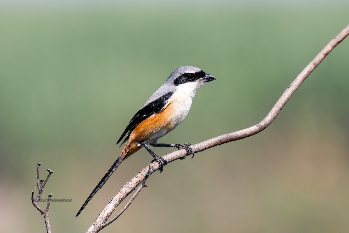 Long-tailed Shrike - ML612622872