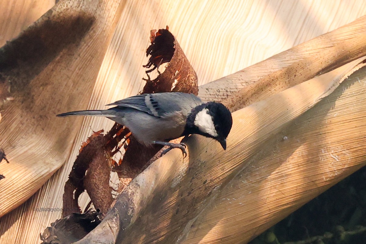 Asian Tit (Cinereous) - ML612622874