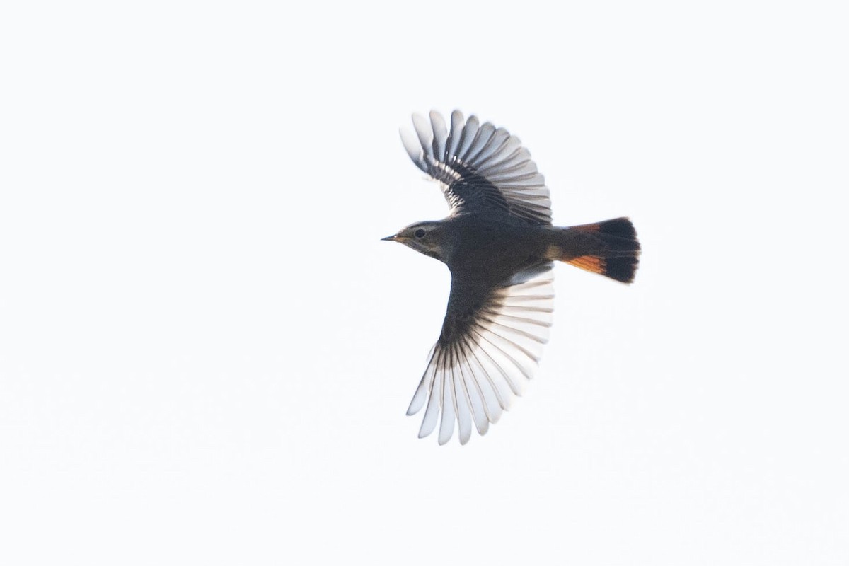 Bluethroat - Juana y Dario Lagóstena