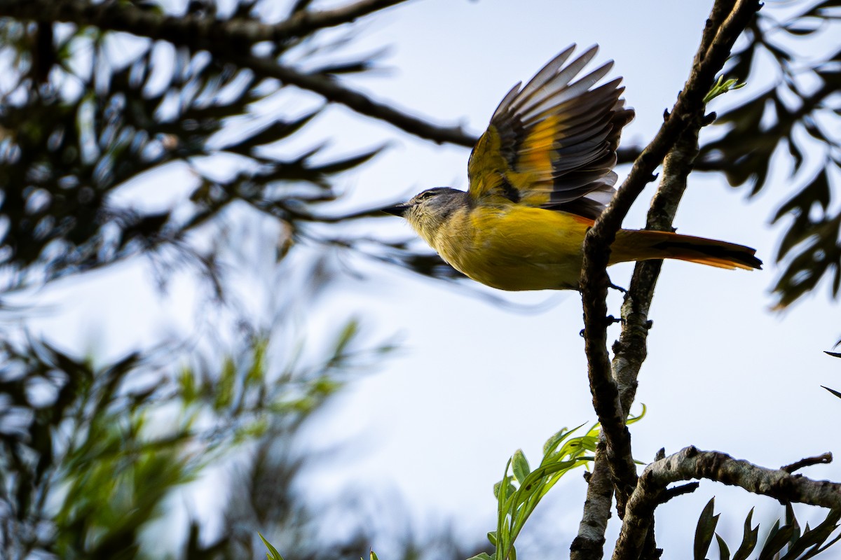 Minivet Naranja - ML612622911