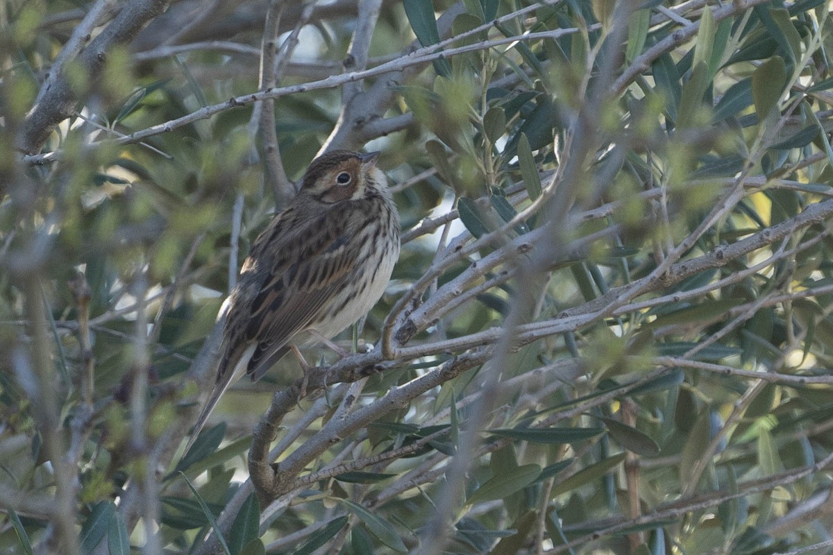 Little Bunting - ML612622913