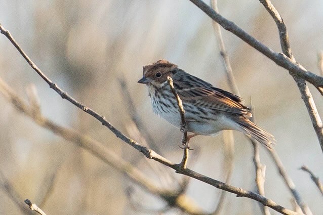 Little Bunting - ML612622915