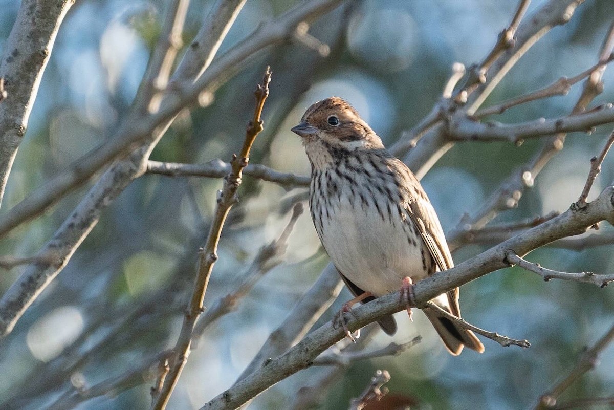 Little Bunting - ML612622916