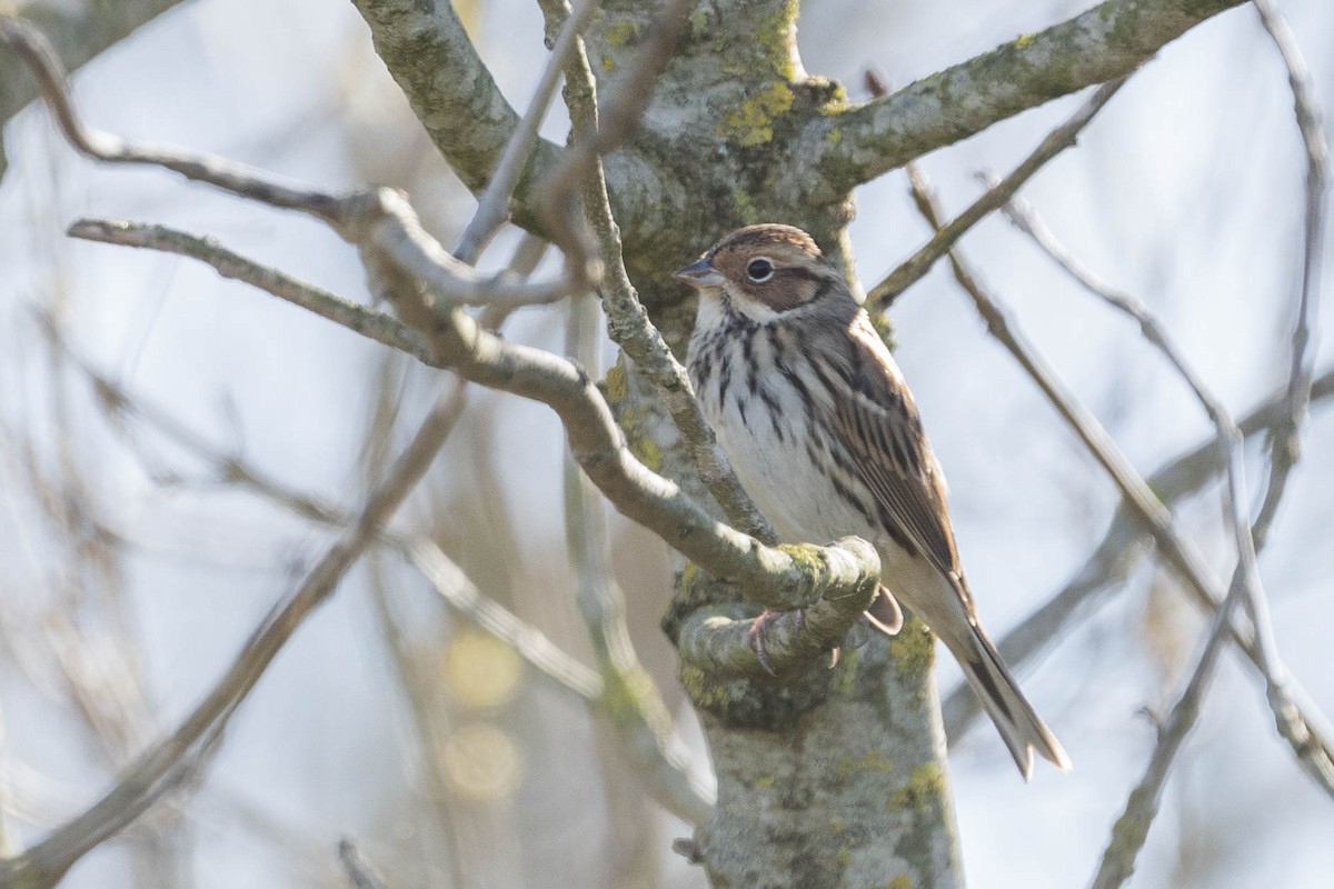 Little Bunting - ML612622917