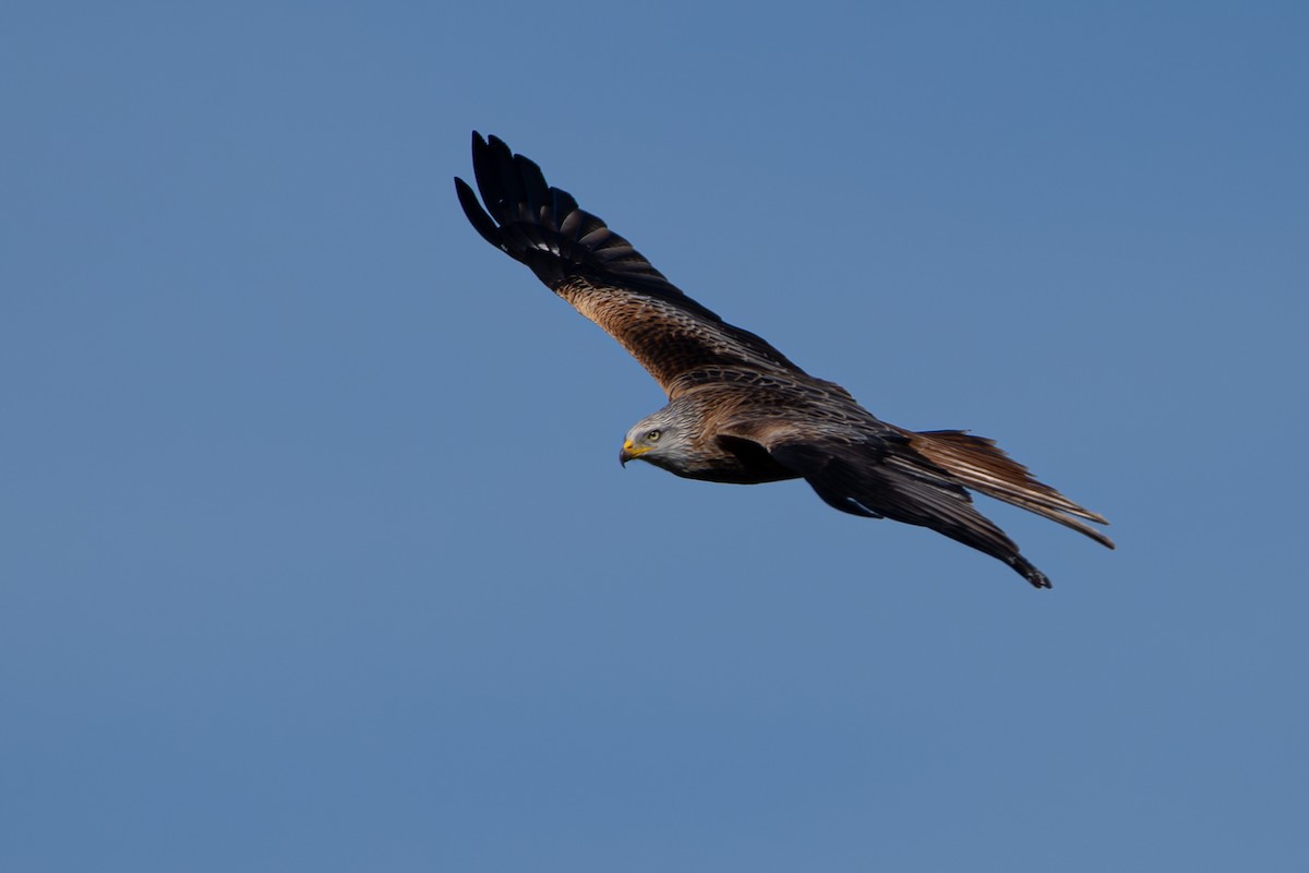 Red Kite - Xenia Louverdi