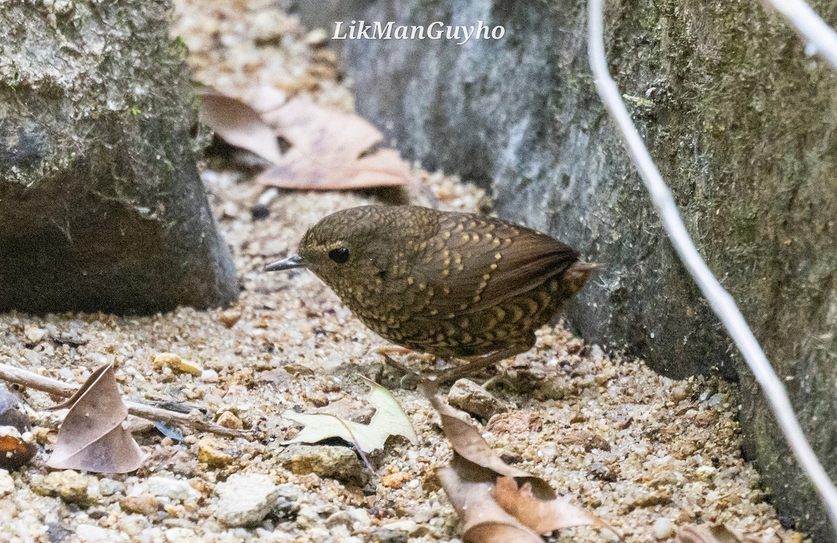 Pygmy Cupwing - ML612623113