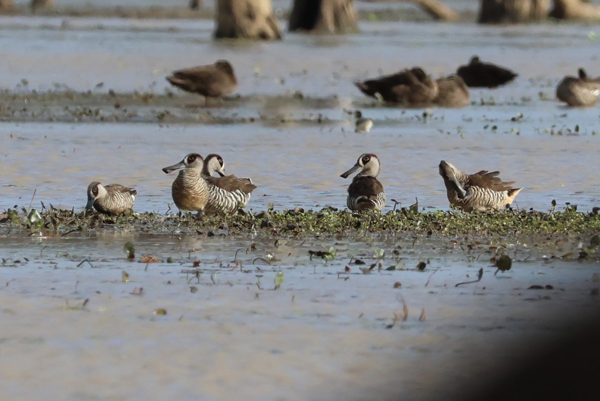 Pink-eared Duck - ML612623140