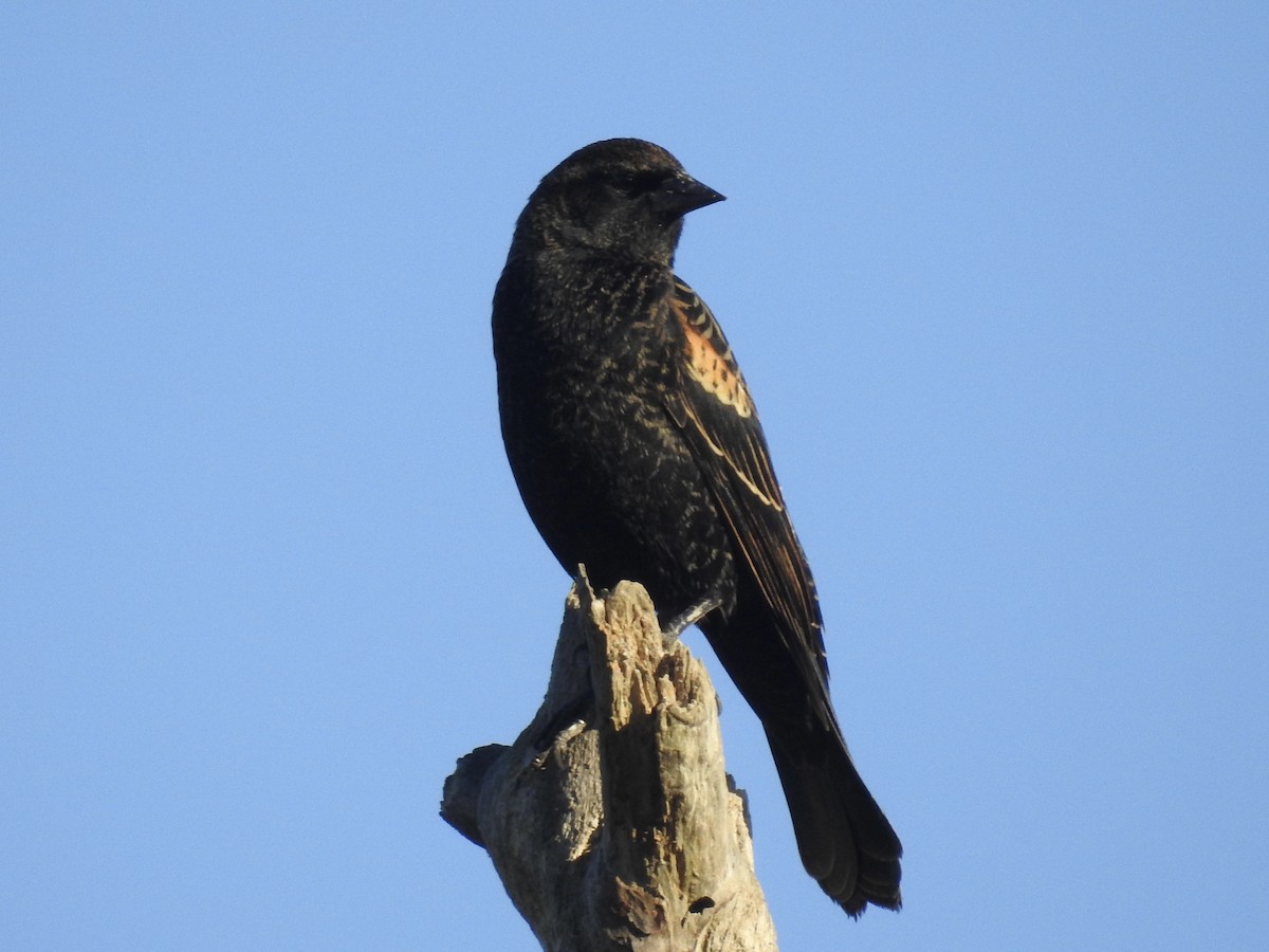 Red-winged Blackbird - ML612623158