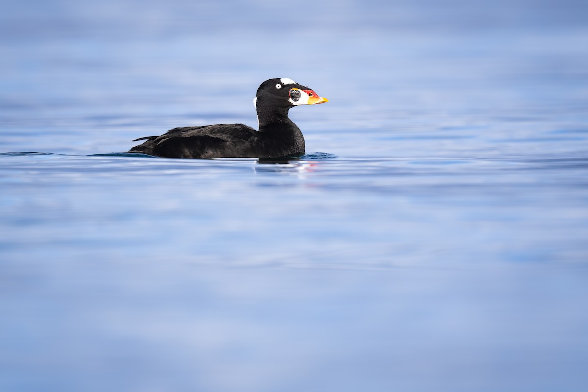 Surf Scoter - ML612623297