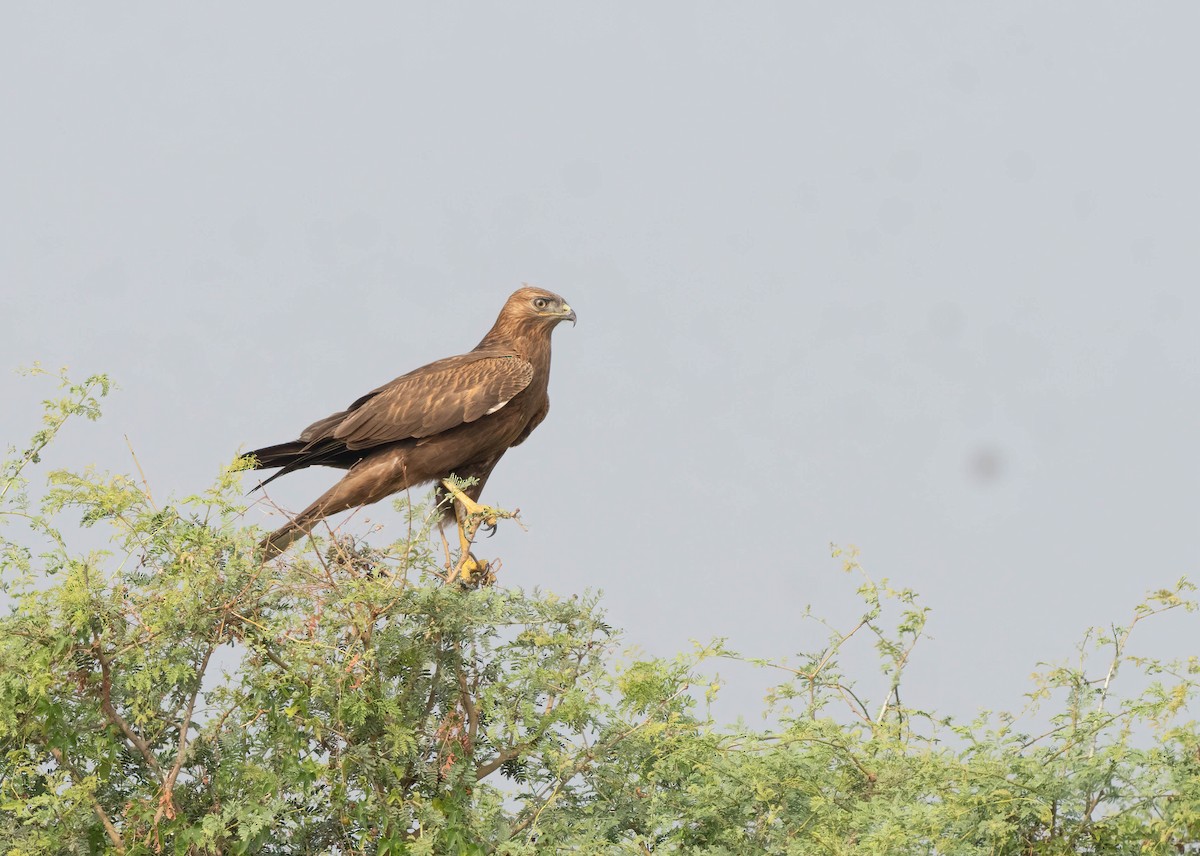 Long-legged Buzzard - VIJAY S