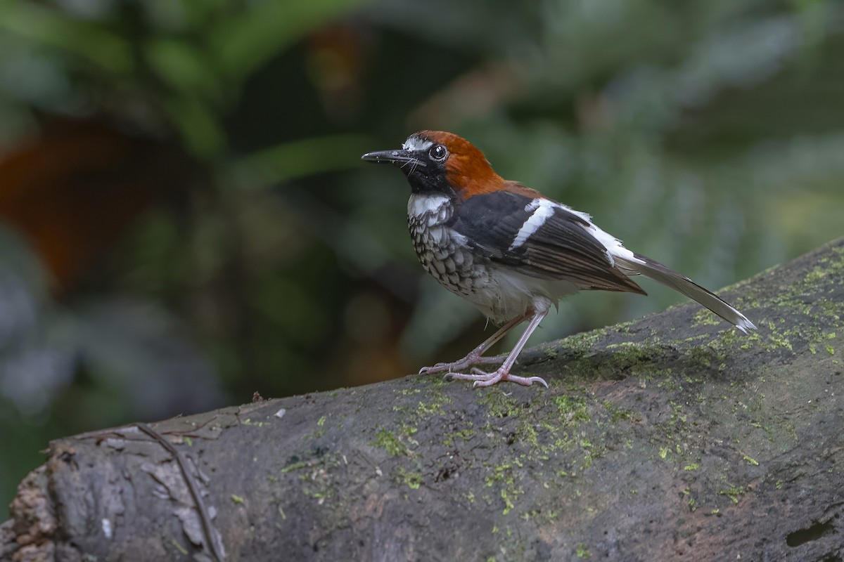 Chestnut-naped Forktail - Wasu Vidayanakorn