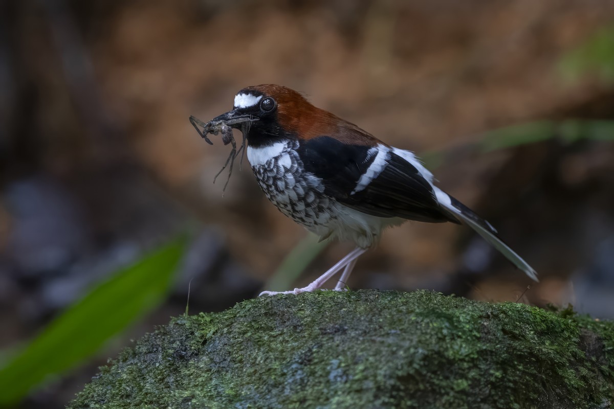 Chestnut-naped Forktail - Wasu Vidayanakorn