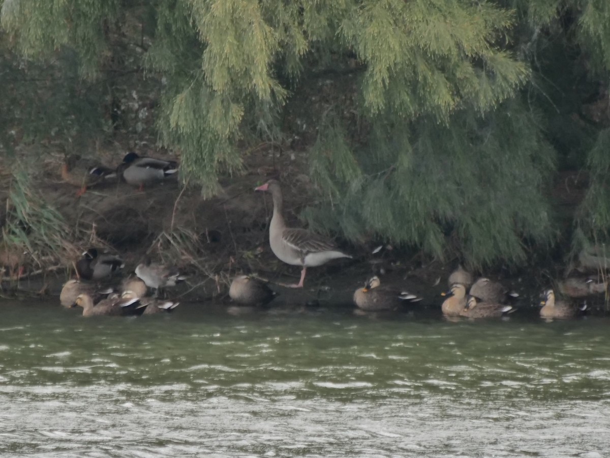 Graylag Goose (Siberian) - An Chou