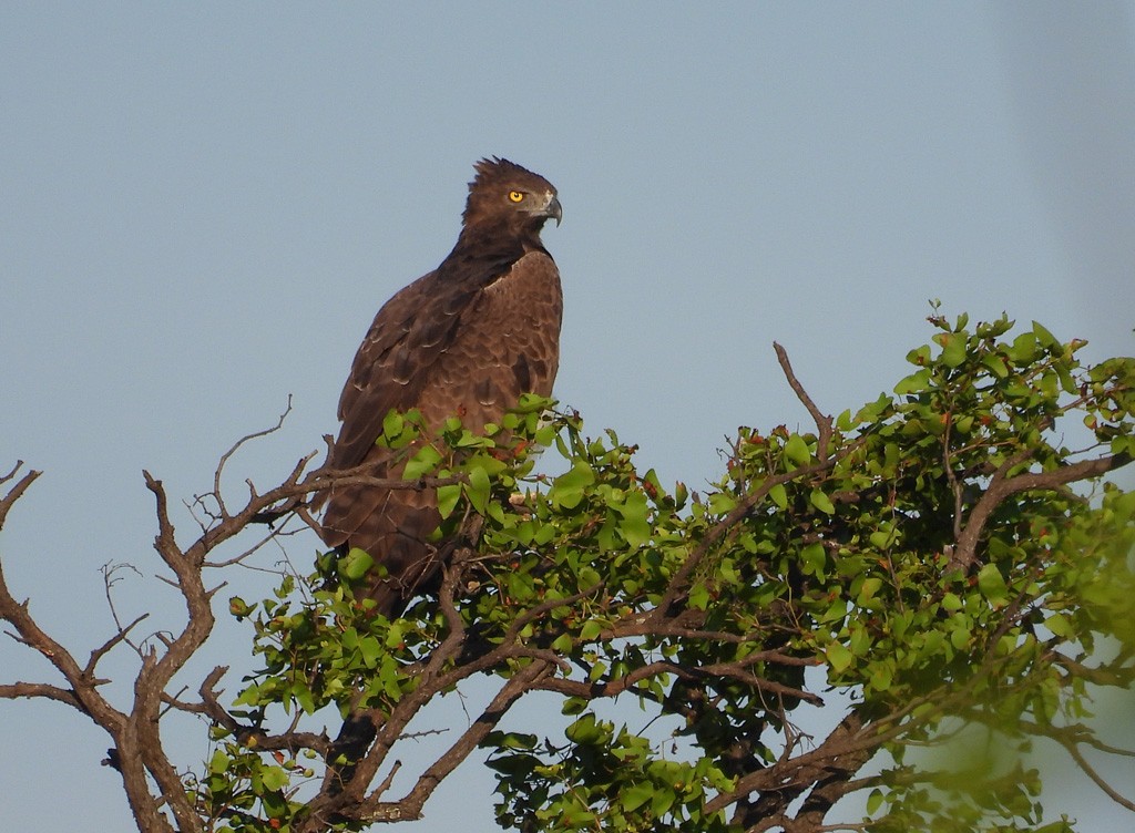 Aquila sp. - Juan Oñate García