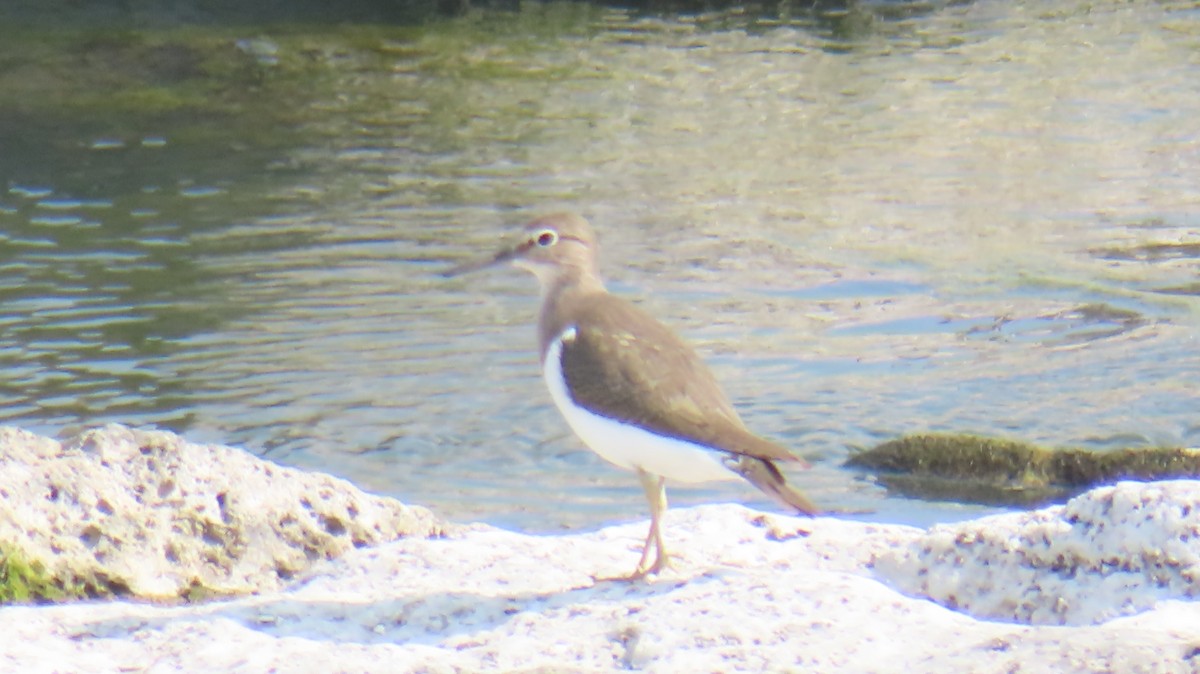 Common Sandpiper - ML612623614