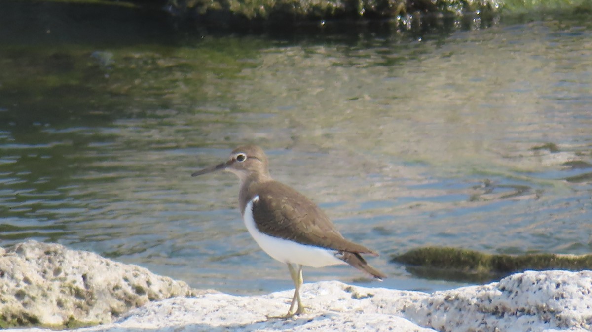 Common Sandpiper - ML612623615