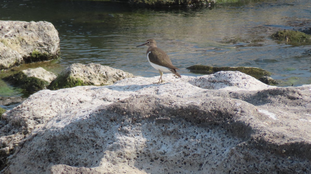 Common Sandpiper - ML612623616