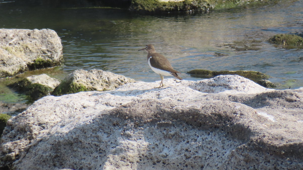 Common Sandpiper - ML612623617