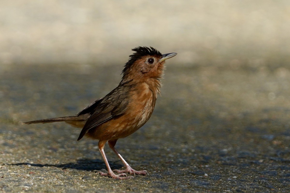 Brown-capped Babbler - Daniel Winzeler