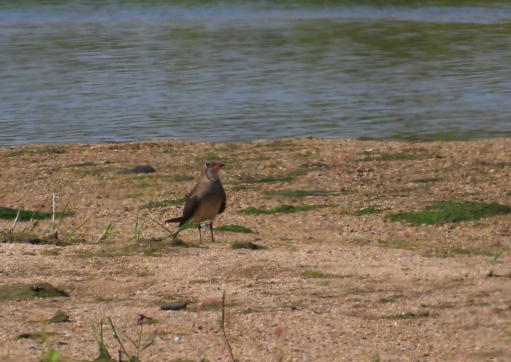 Collared Pratincole - ML612623940