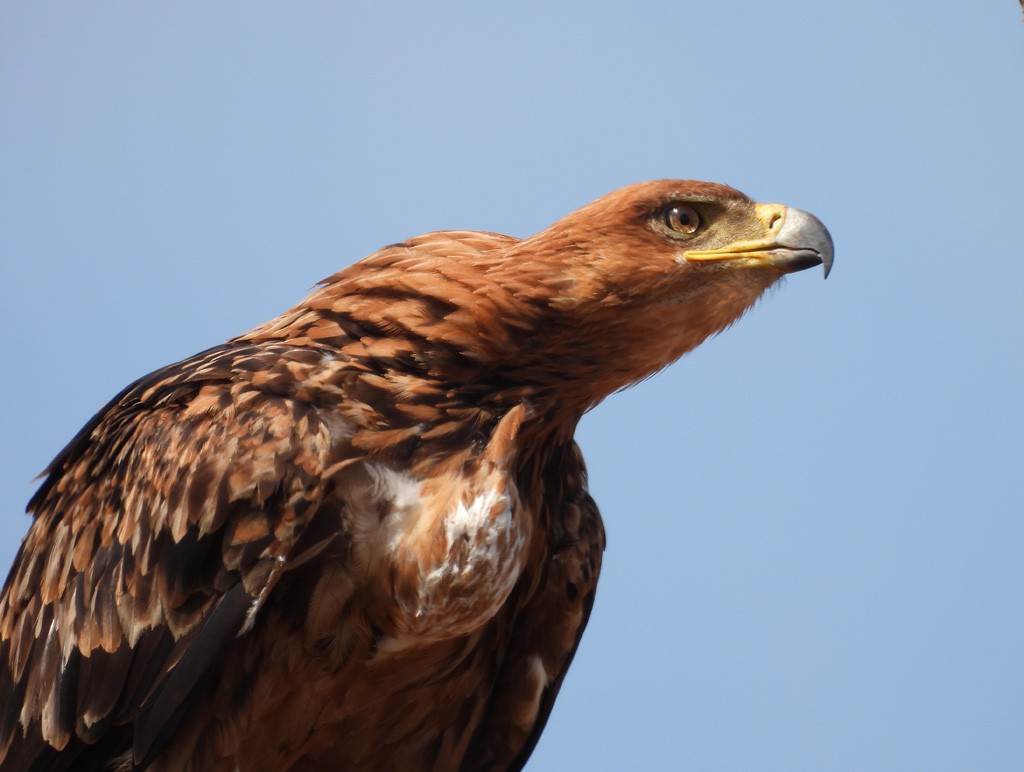 Tawny Eagle - ML612623968