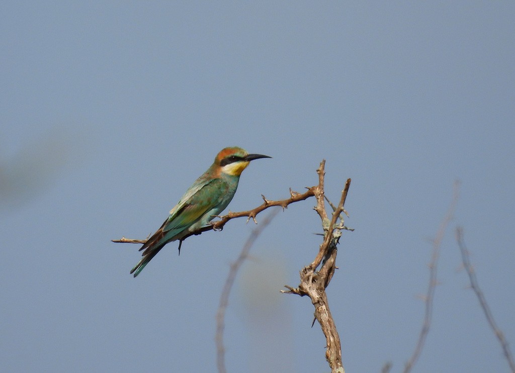 European Bee-eater - ML612623975