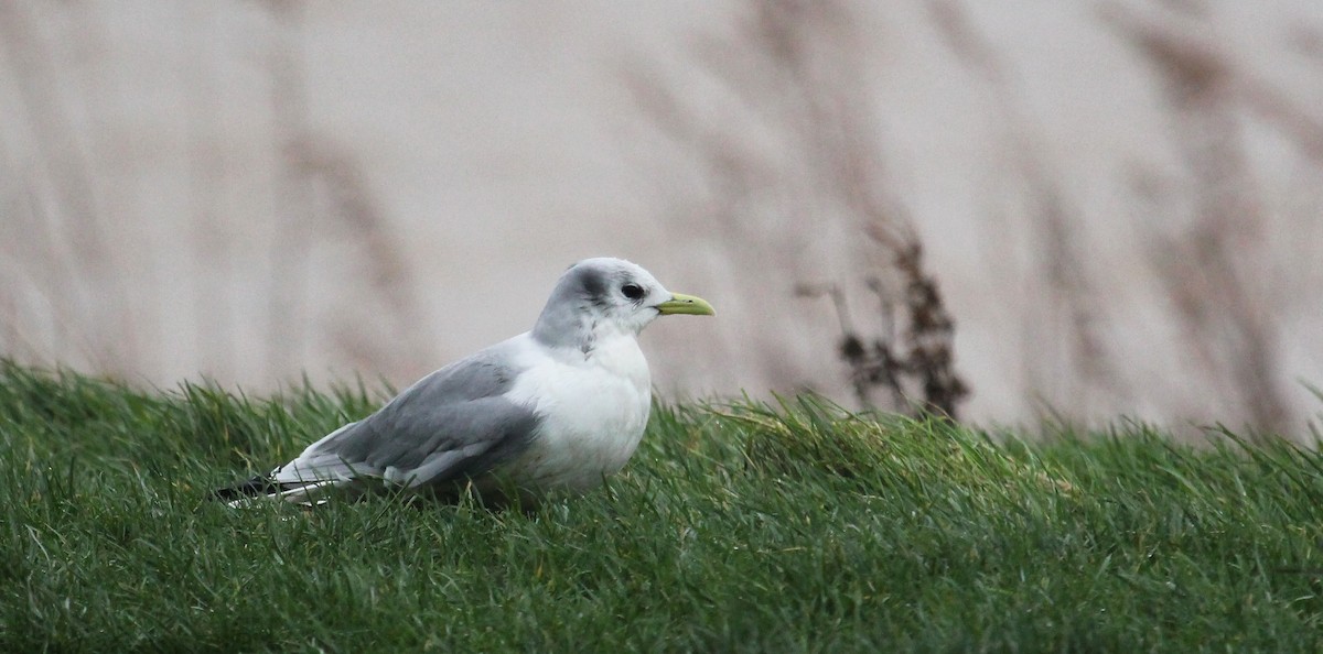 Black-legged Kittiwake - Jonathan Farooqi