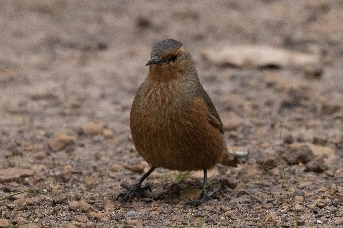 Rufous Treecreeper - ML612623977