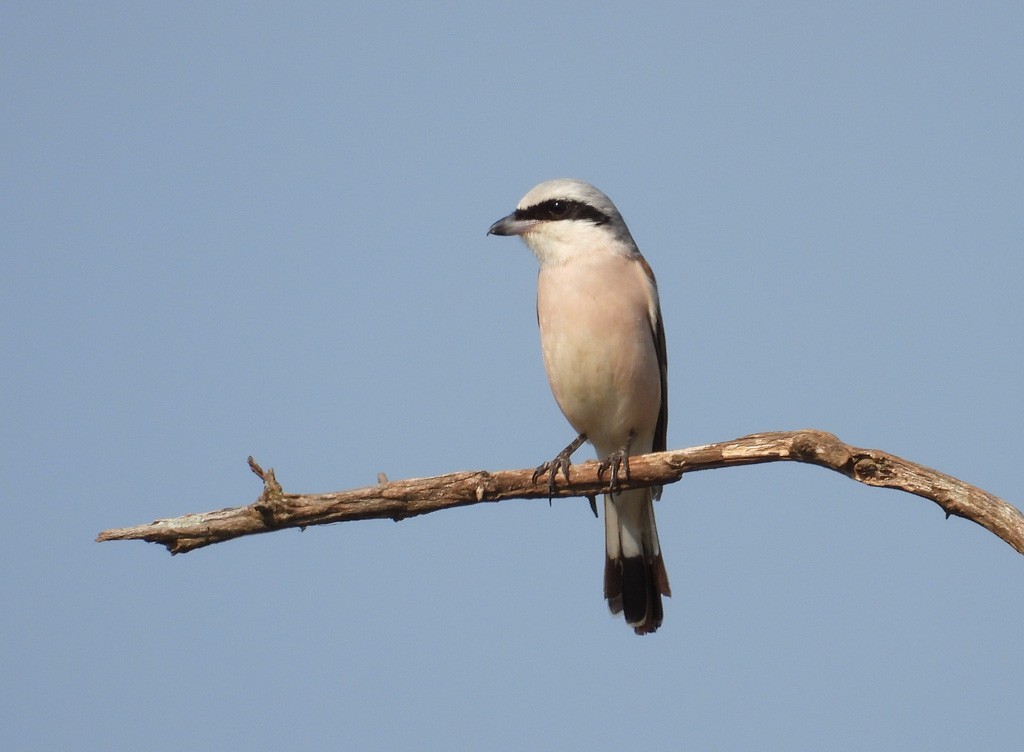 Lesser Gray Shrike - ML612623986