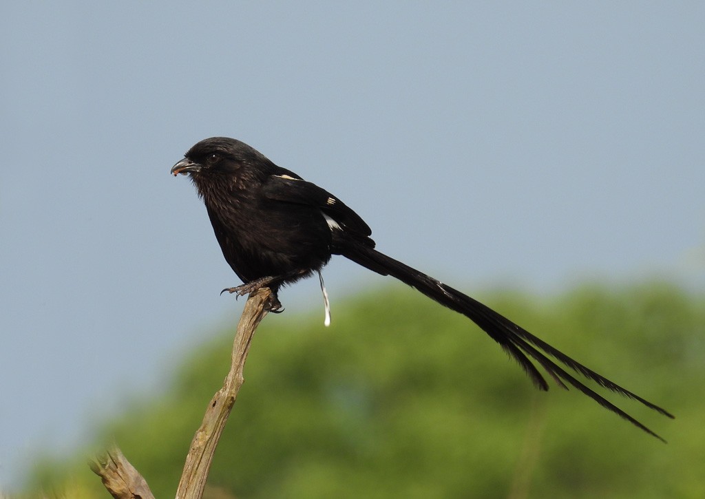 Magpie Shrike - ML612623989