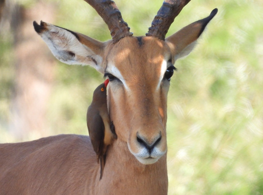 Red-billed Oxpecker - ML612624003