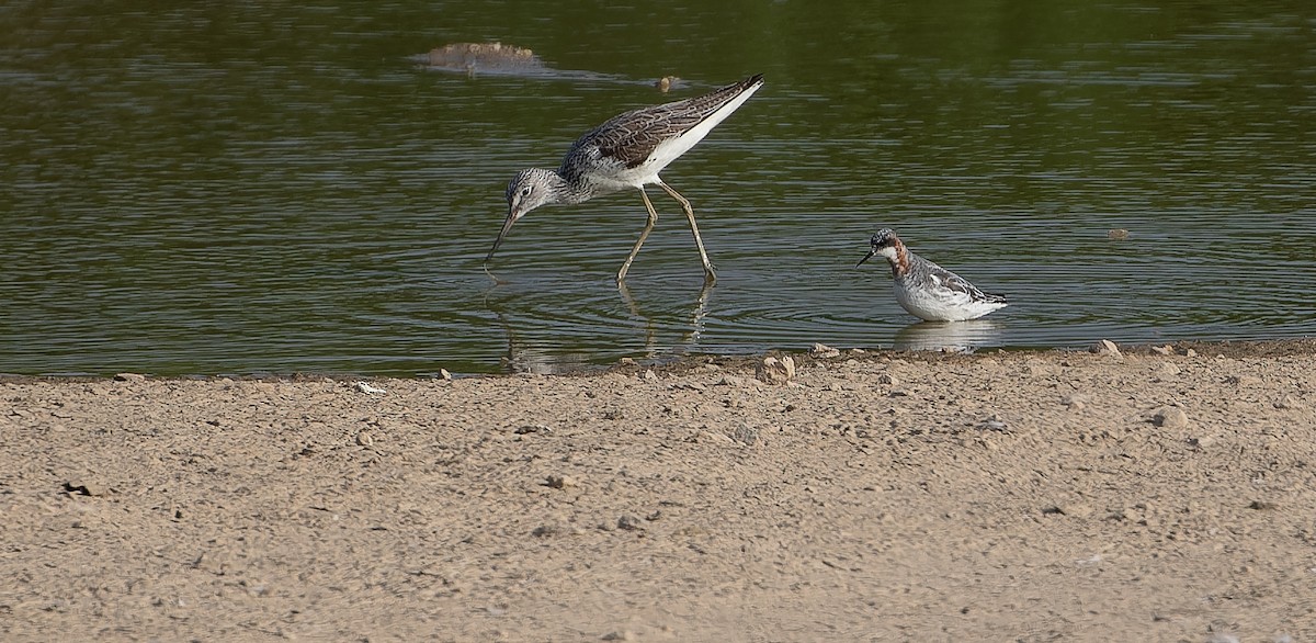 Phalarope à bec étroit - ML612624026