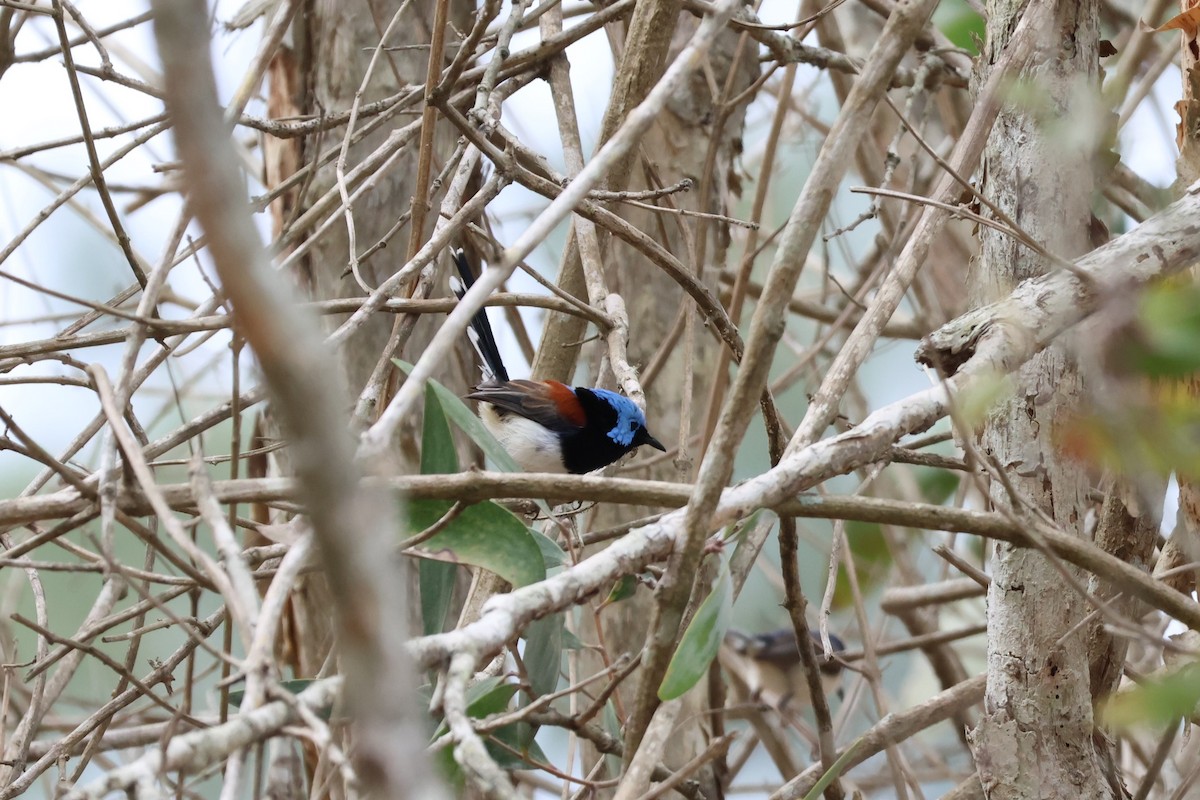 Lovely Fairywren - ML612624160