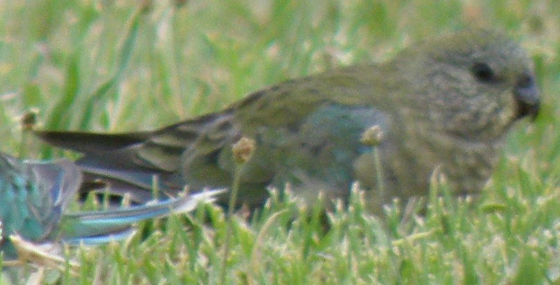 Red-rumped Parrot - ML612624208