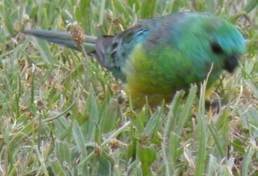 Red-rumped Parrot - ML612624217