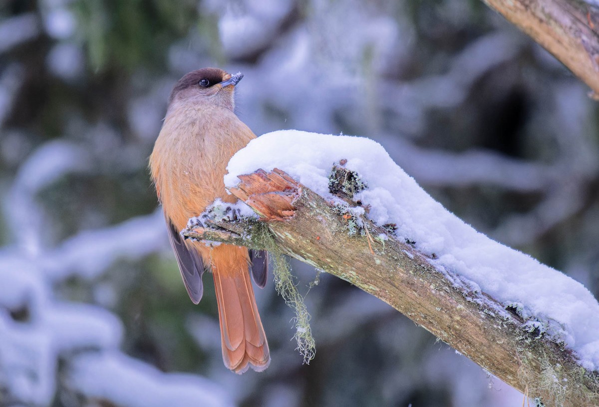 Siberian Jay - ML612624233