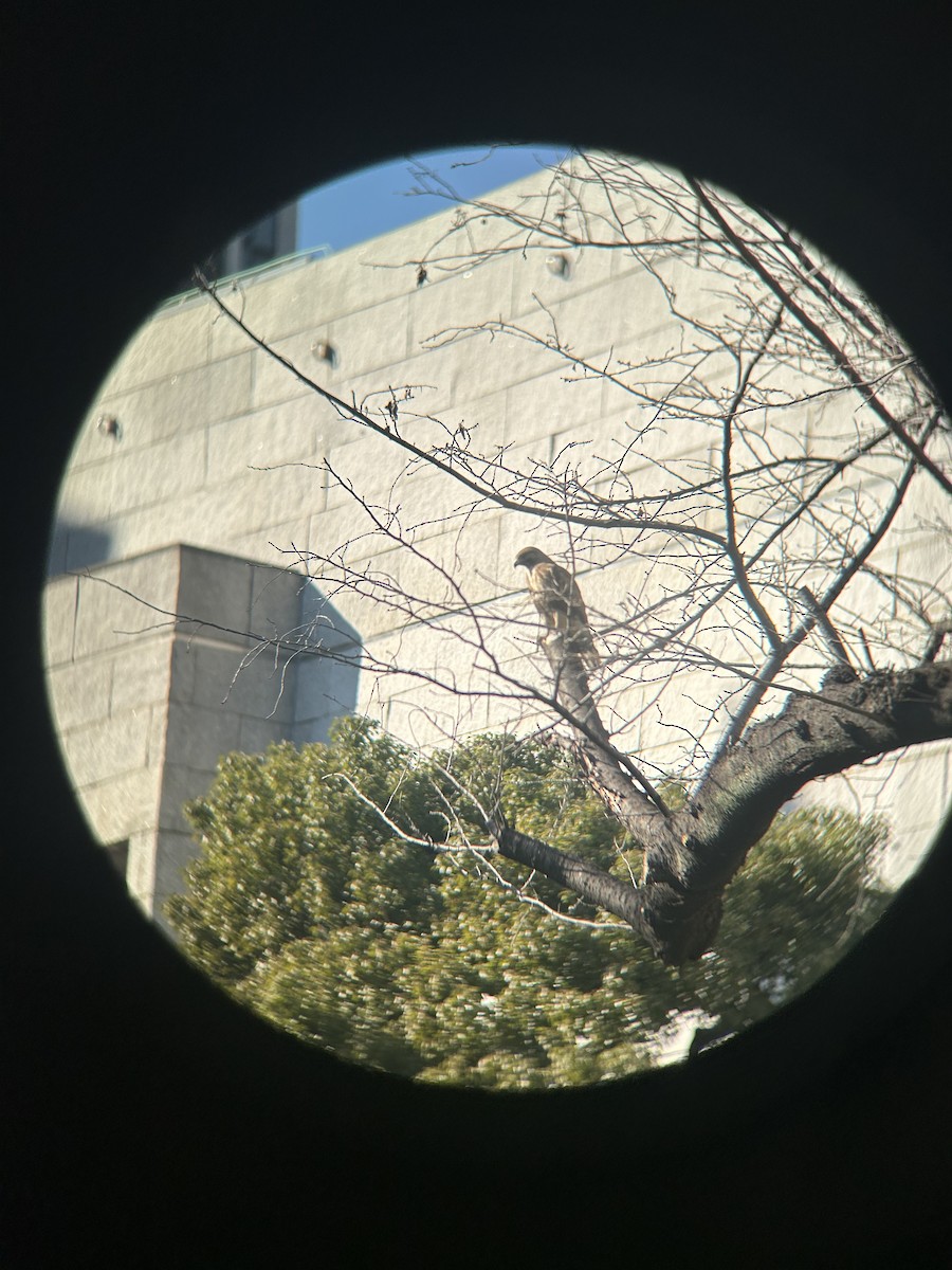 Eastern Buzzard - Emily House