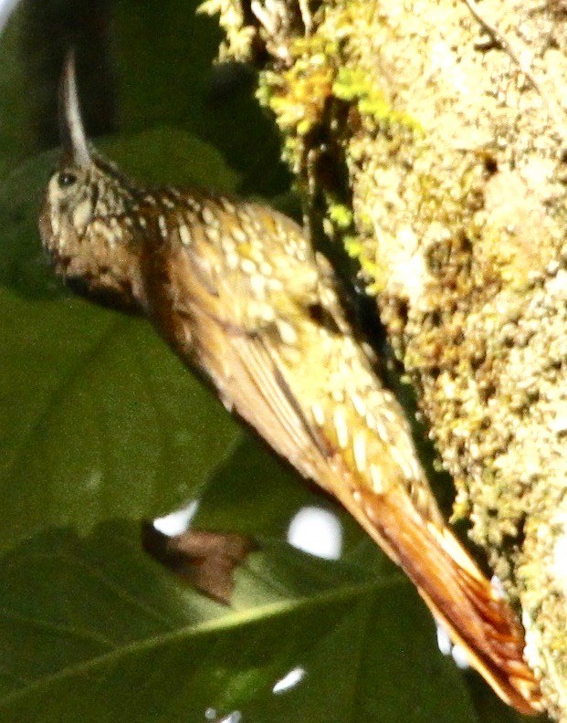 Montane Woodcreeper - Connie Lintz