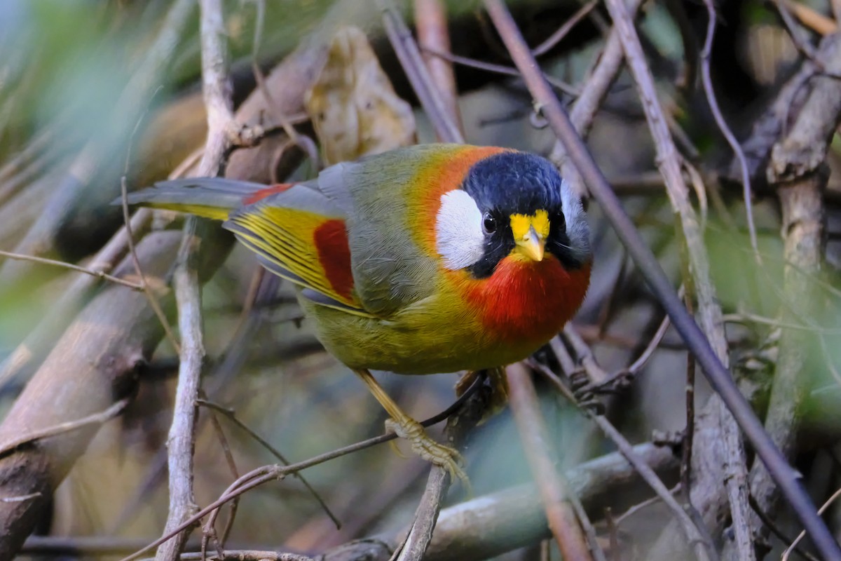 Silver-eared Mesia - ML612624289