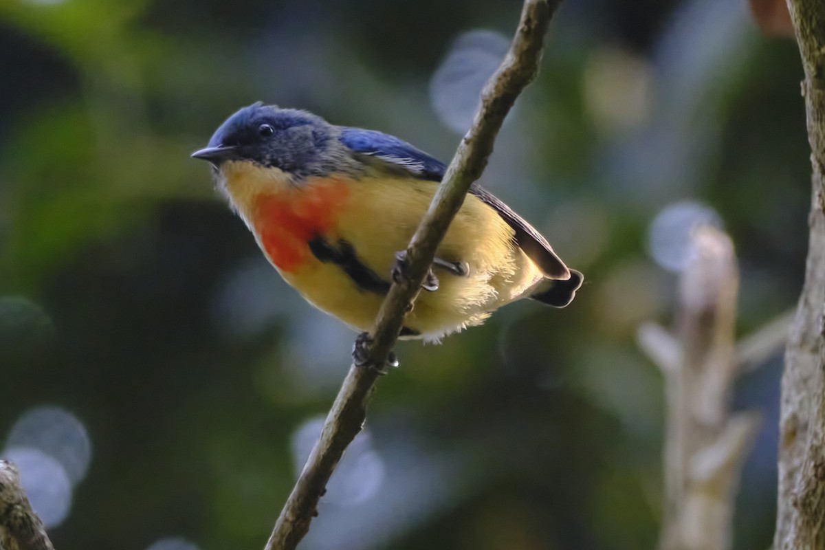 Fire-breasted Flowerpecker - ML612624302