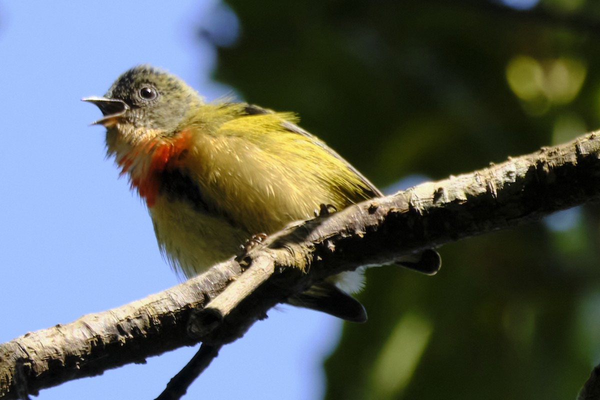 Fire-breasted Flowerpecker - ML612624323