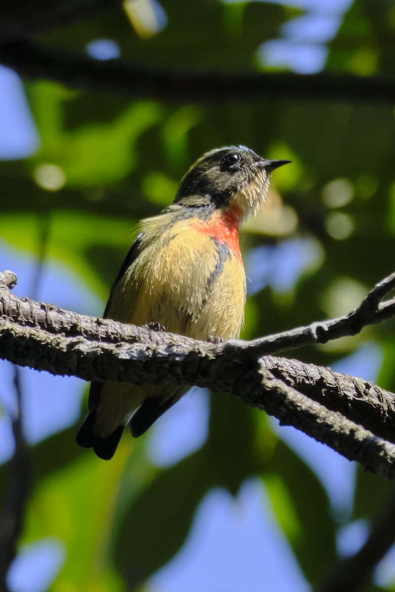 Fire-breasted Flowerpecker - Aska Wu