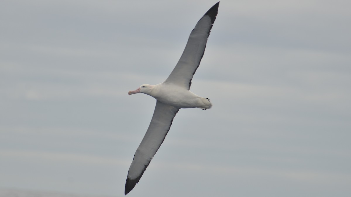 albatros stěhovavý - ML612624383
