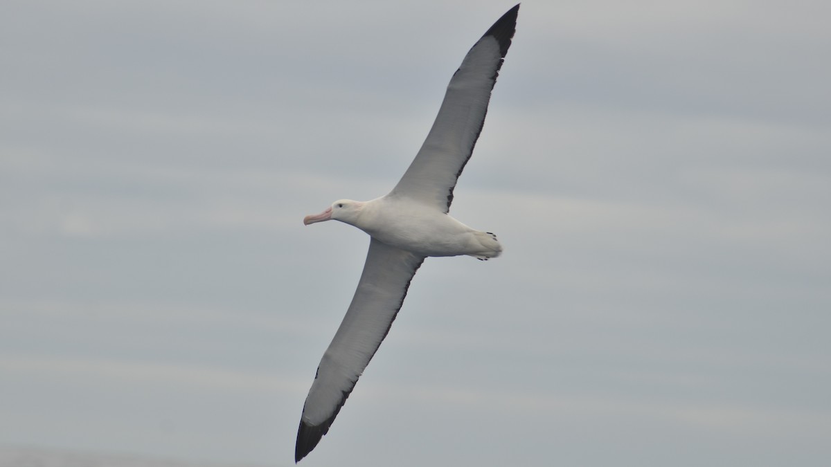 Snowy Albatross - ML612624383