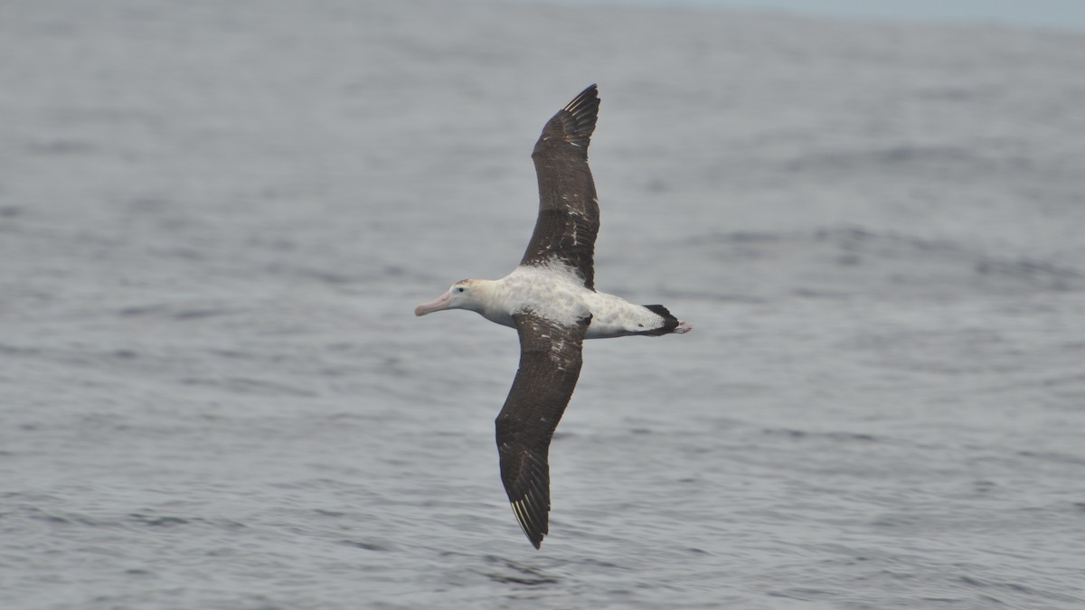 Albatros des Antipodes - ML612624403