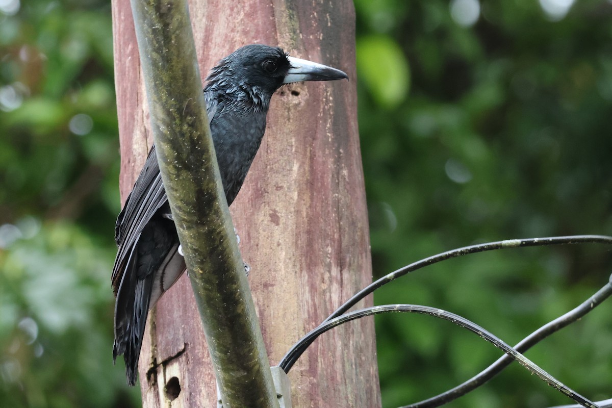 Black Butcherbird - ML612624409