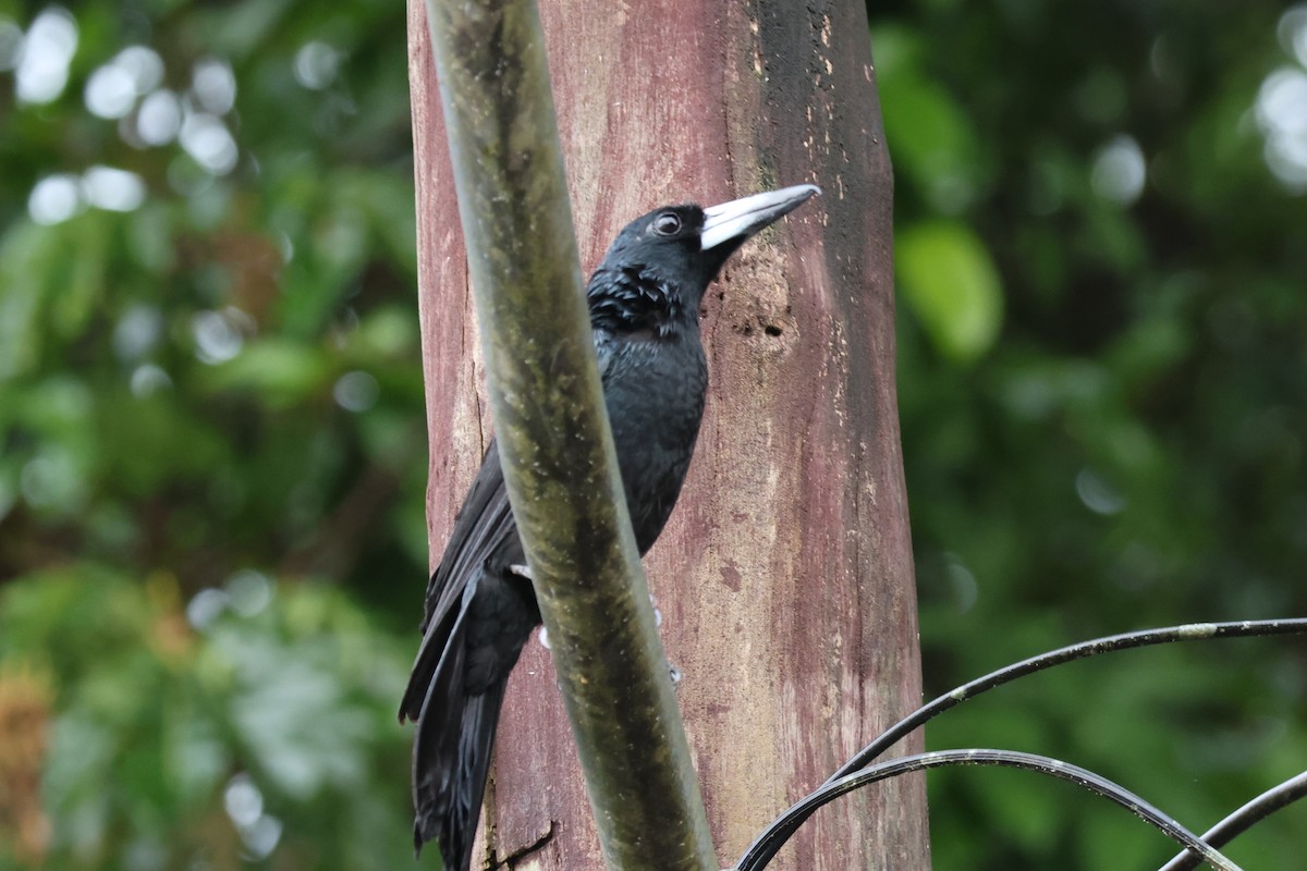 Black Butcherbird - ML612624410